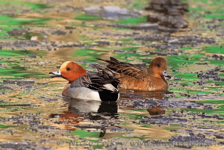 WildLife Photos of Birds, Geese, Ducks & others, Eurasian Wigeon, Anas penelope